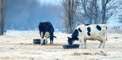 Guide d'achat : Bien choisir son dégivreur pour ses réservoirs à bétail