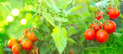 Read article: Mistakes to avoid when growing a vegetable garden