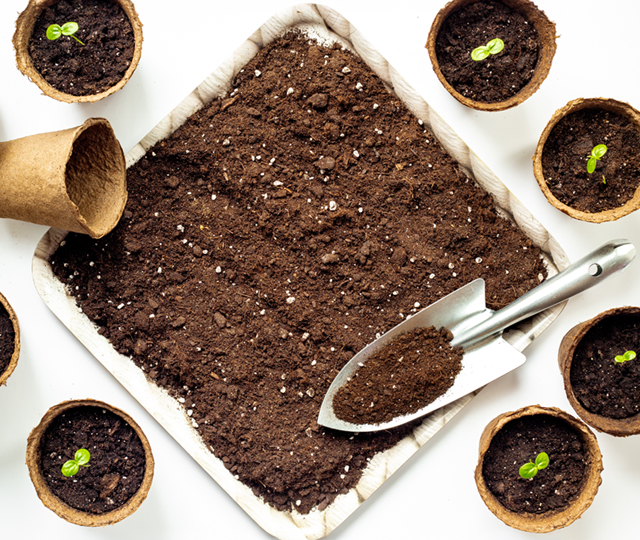 Square of soil surrounded by seedling pots, where small sprouts are beginning to emerge.