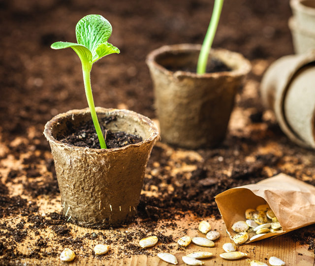 Mature young sprout showcased next to pome fruit seeds on a soil-covered table.