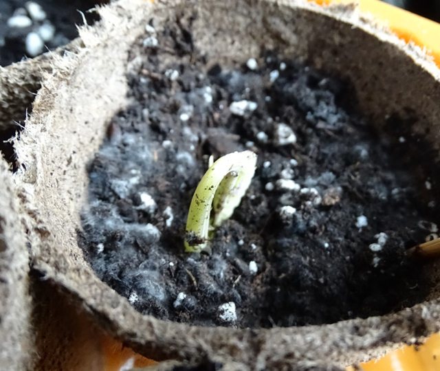 Young seedling weakened by mold in the soil due to overwatering.