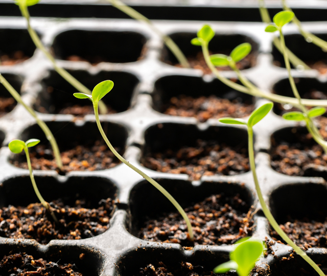 Young shoots deflecting towards the light due to poor positioning of potting soil.