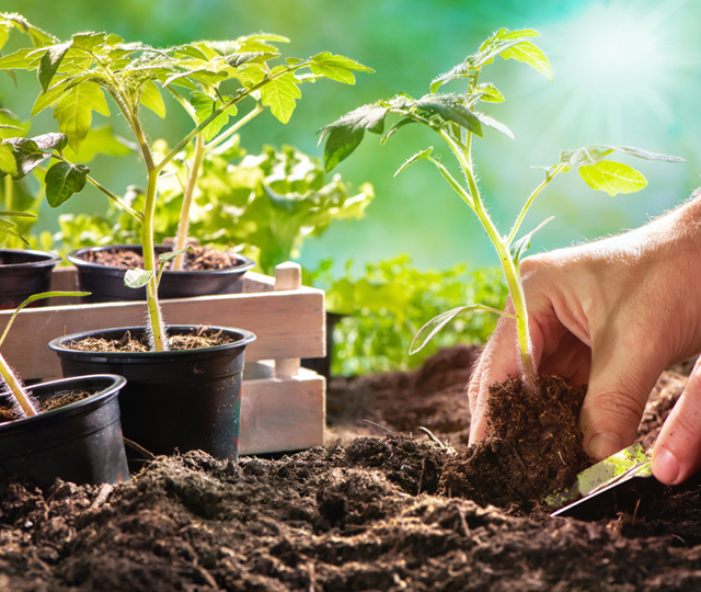Action of transplanting mature plants into the soil.
