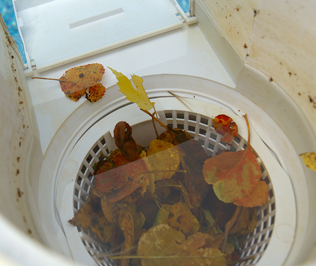 Pool filtration basket containing water, fallen leaves, and accumulated debris.