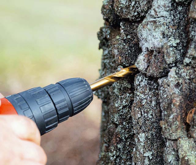 Tapping trees