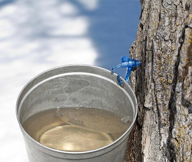 La récolte de l'eau d'érable