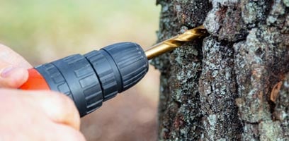 Maple tapping revised and corrected