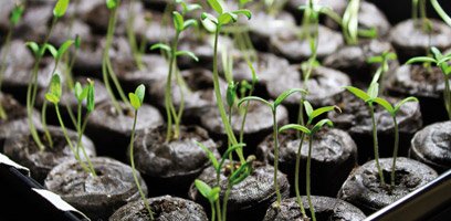 How to plant seedlings to forget your winter blues