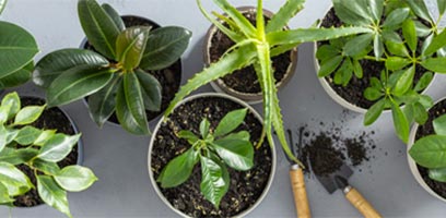 Houseplants : Common problems and how to solve them