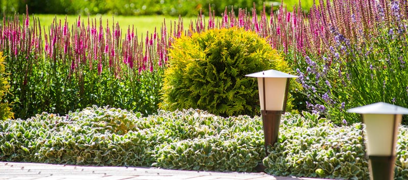 Read article: How to start a flower garden in 5 steps