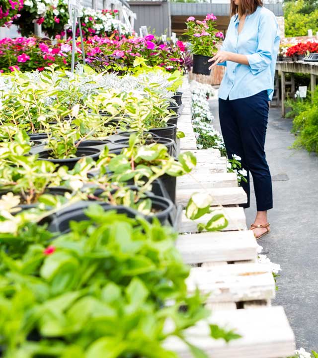 Step 2: Choosing your plants