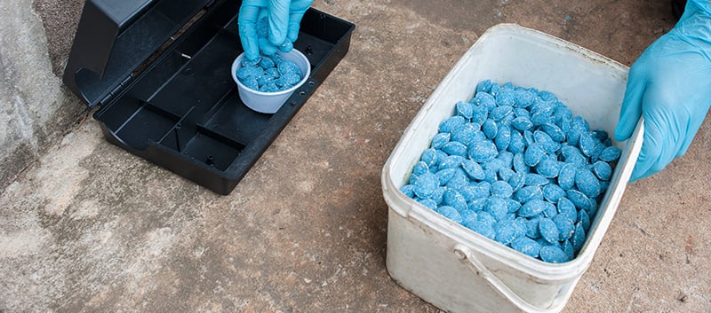 How to control rodents in your farm buildings - Agrizone