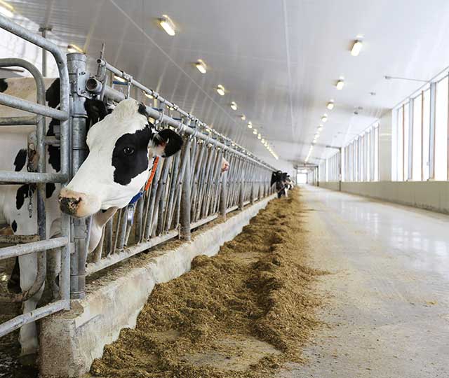 Panneaux Trusscore pour ferme de culture laitière