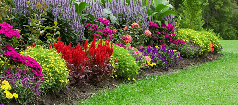 5 tips to help your plants survive heat waves