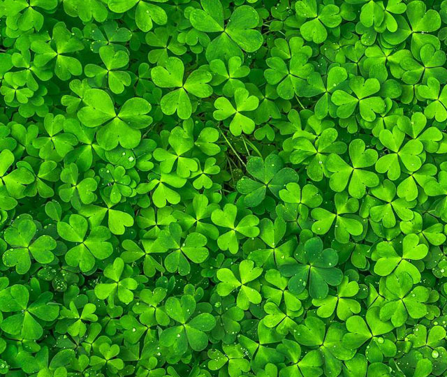 Clover leafs