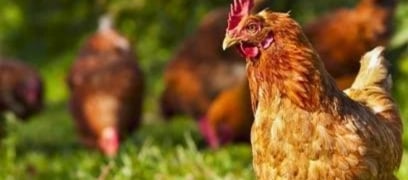 Raising chickens - How to get ready for their arrival -  Agrizone