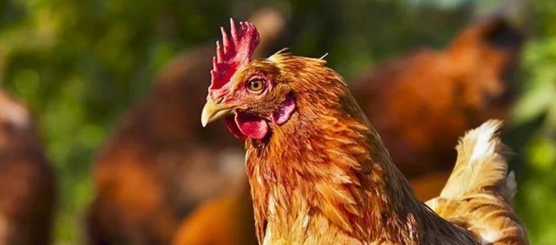Raising chickens - How to get ready for their arrival -  Agrizone