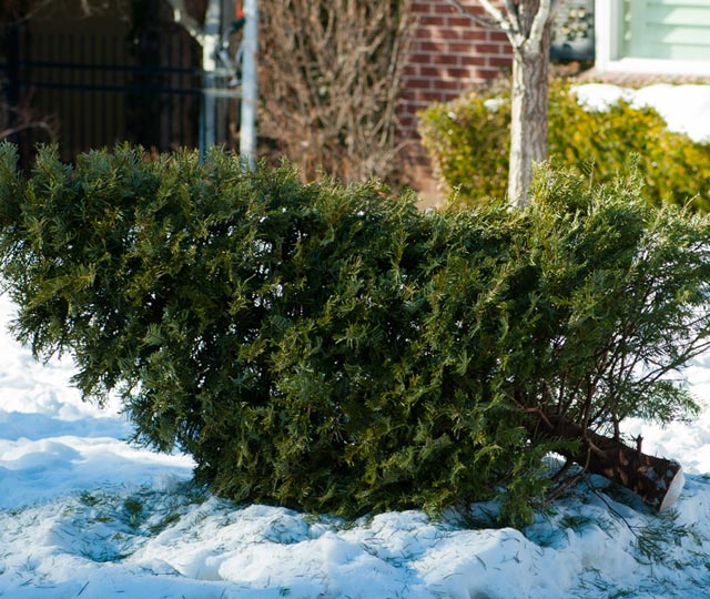 Collecting and composting Christmas trees