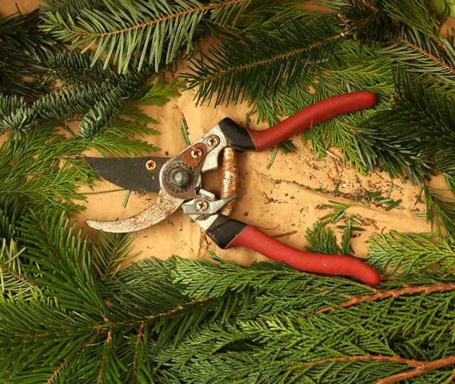 Pruning shears with fir branches