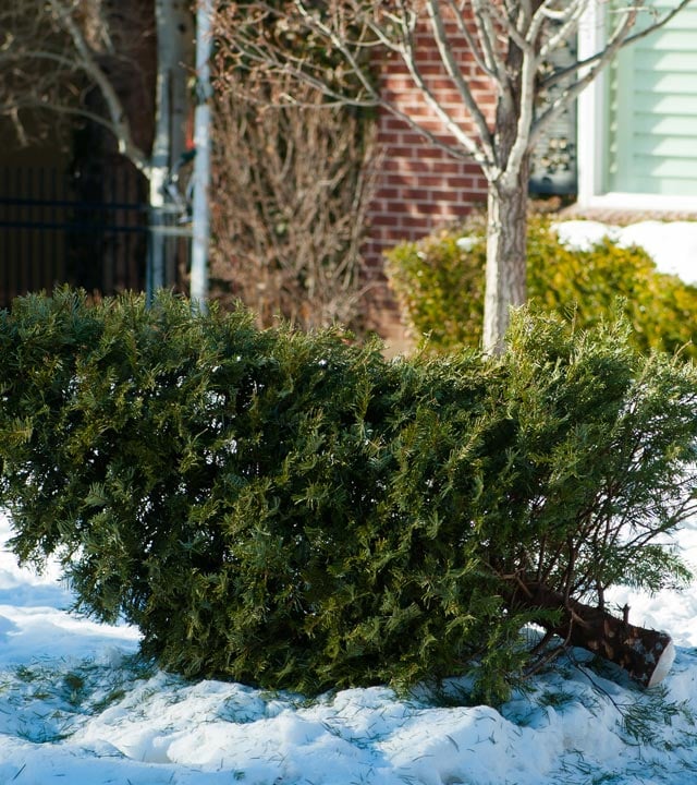 Collecting and composting Christmas trees