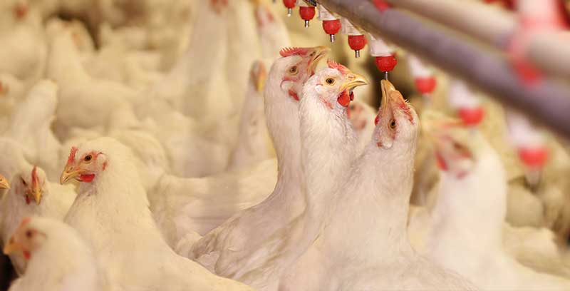Avicole - élevage des poules