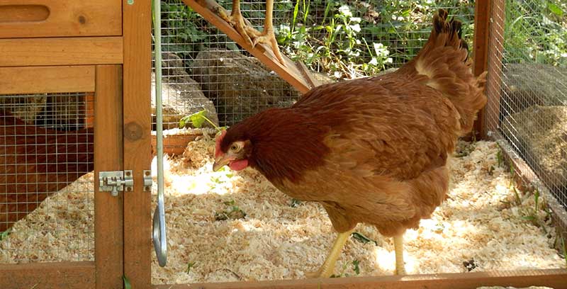 Chicken egg farming