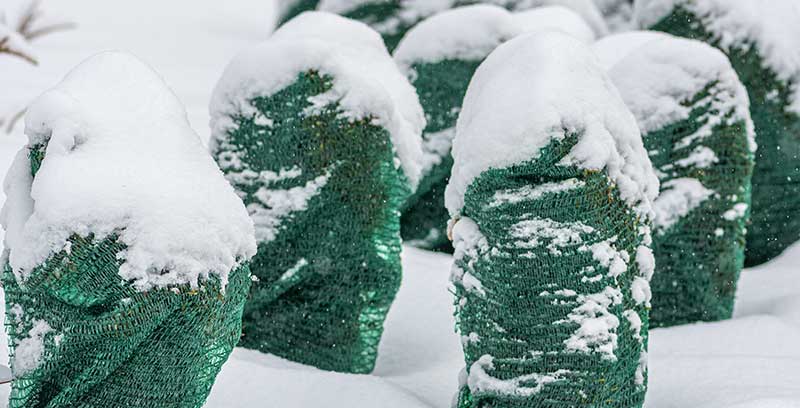 Green Snow protections for shrubs