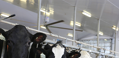 Éclairage agricole au plafond d’une étable, au-dessus de vaches laitières en bâtiment d’élevage.