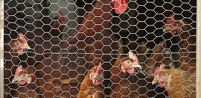 Grillage à poulailler en métal protégeant des poules dans un bâtiment d’élevage avicole.