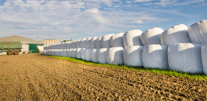 Ballots d’ensilage blancs alignés le long d’un champ agricole, près d’un bâtiment de ferme et de machinerie de fenaison.