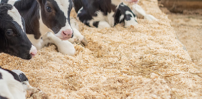 Veaux couchés sur une litière de ripe de bois dans un bâtiment d’élevage agricole.