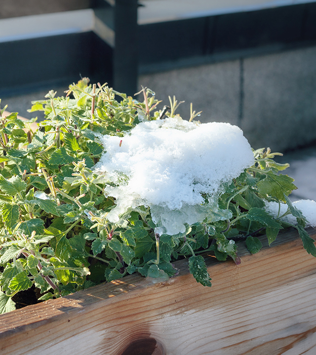 Plante dans une jardinière extérieure avec un petit tas de neige sur le dessus.