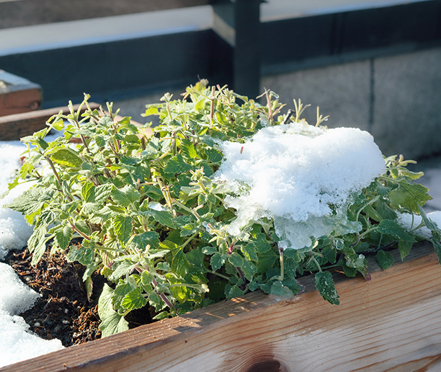 Plant in a outdoor planter with a small pile of snow on top.