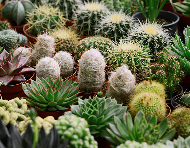 Centre jardin BMR | Magasinez les cactus et succulentes
