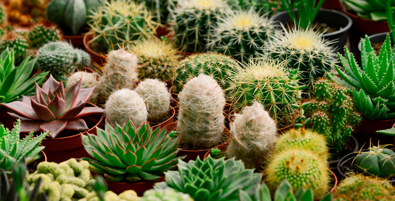 Cactus et succulentes en vente dans les centres jardins BMR