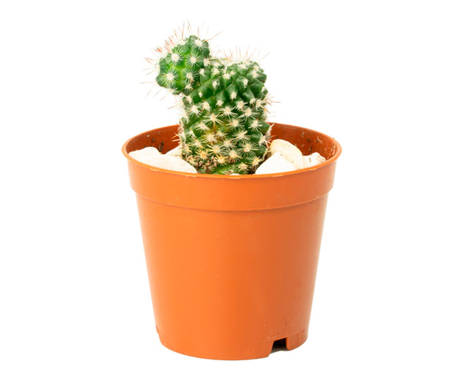 Lien vers fiche informative: Cactus