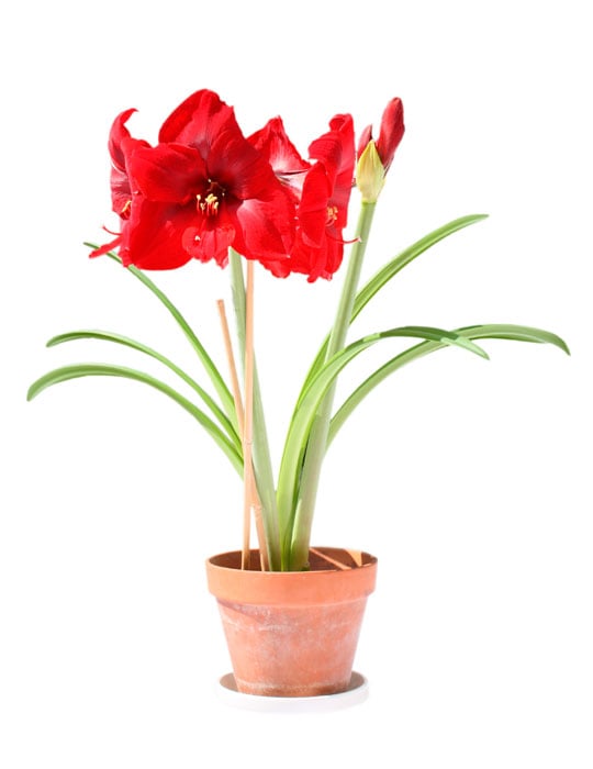 Fiche d'entretien: Amaryllis
