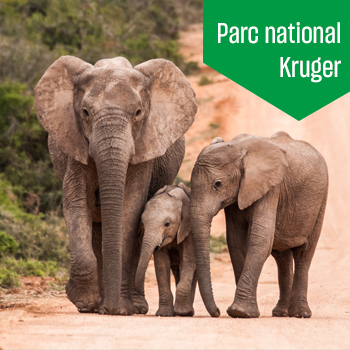 Parc national Kruger - South Africa