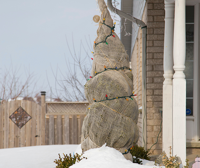 Arbre enveloppé pour l'hiver à côté d'une maison, dans une toile de jute et entouré d'une guirlande lumineuse.